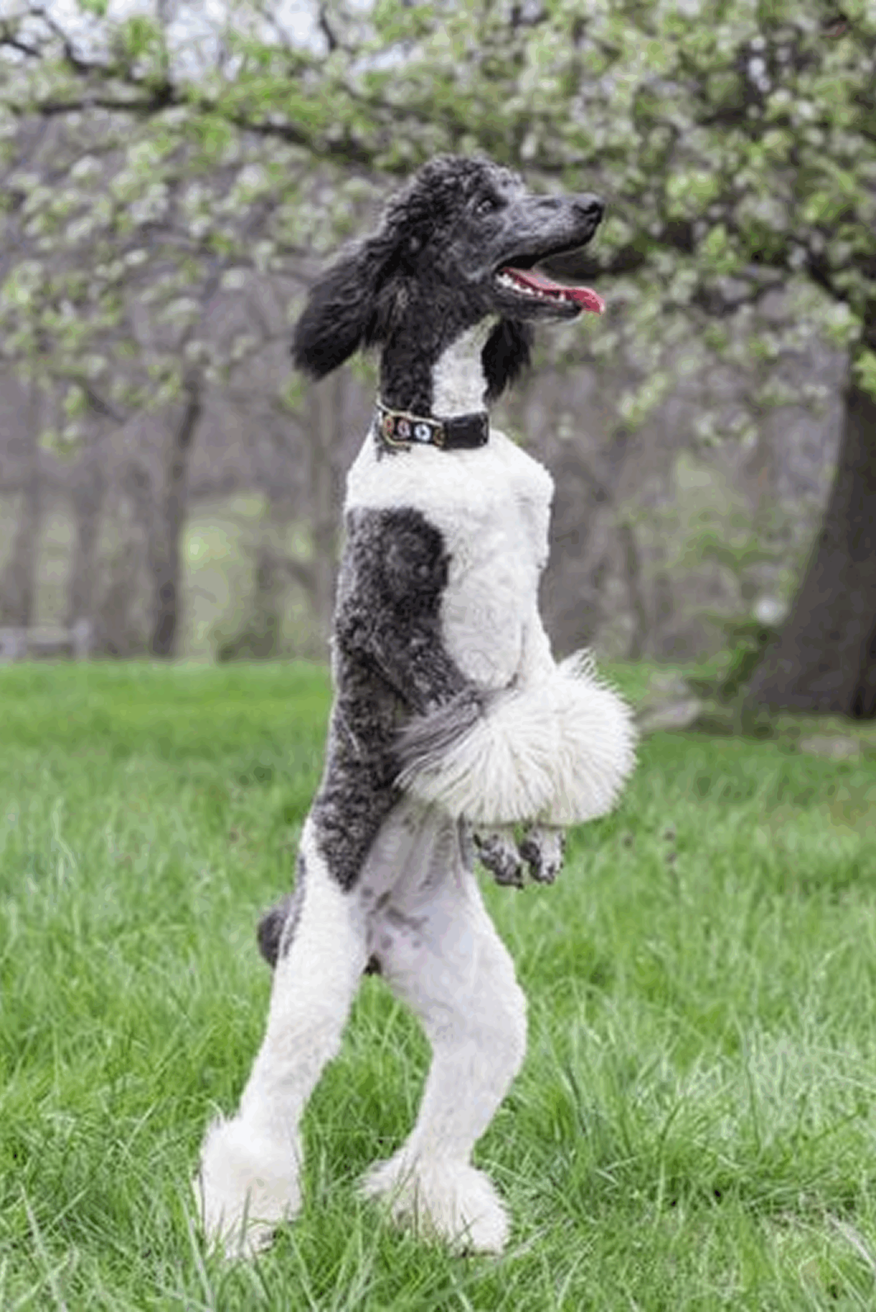 Vada—Black Brindle Parti Female