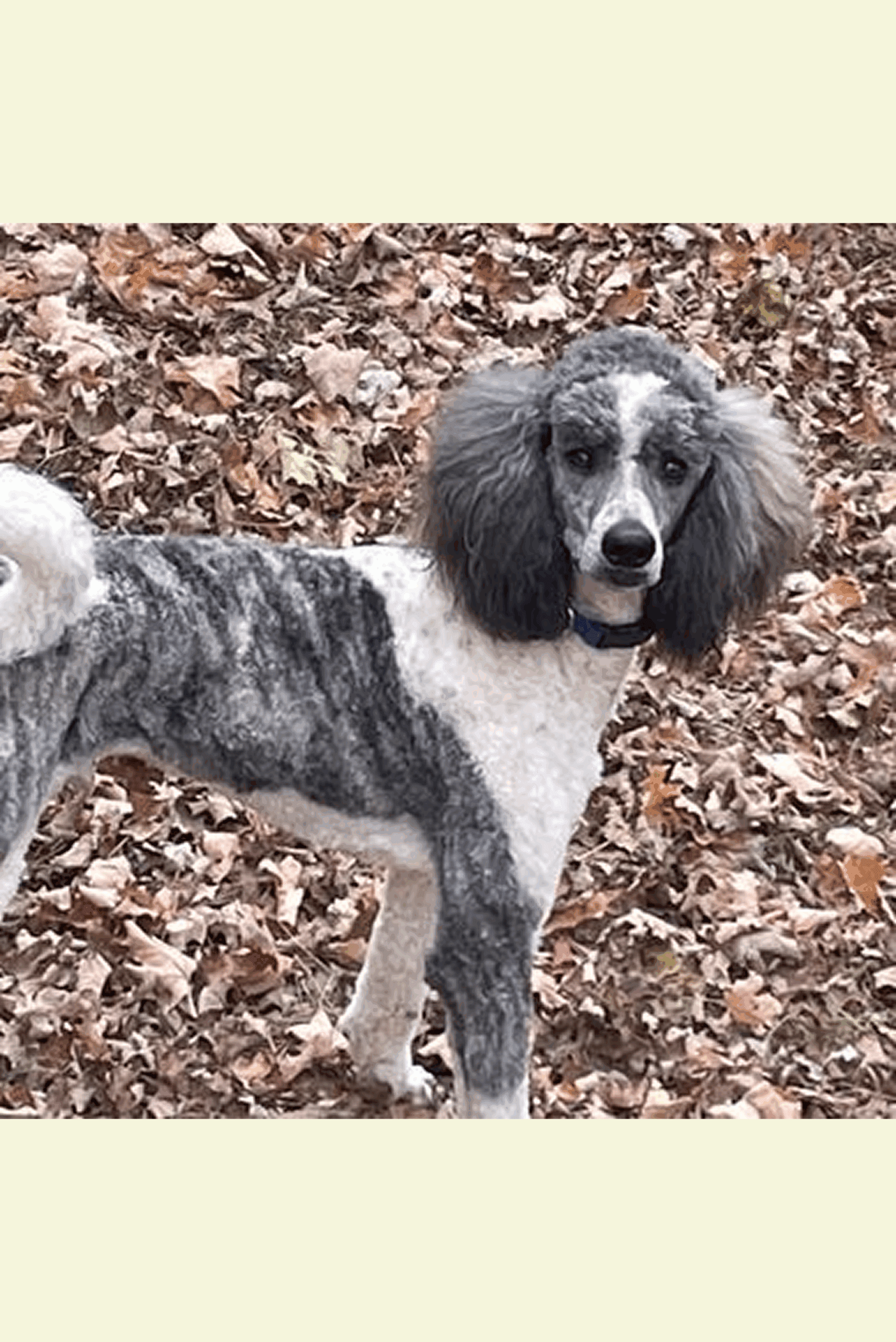 Rocket—Silver Brindle Parti Male