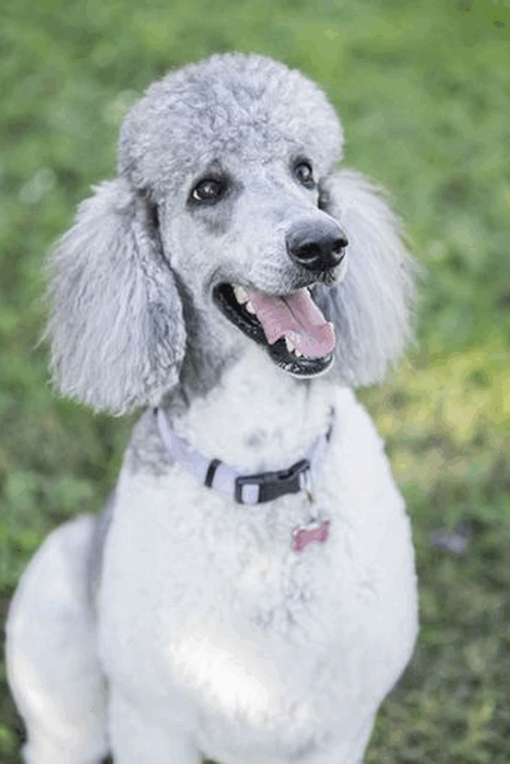 Shiloh—Silver Parti Female