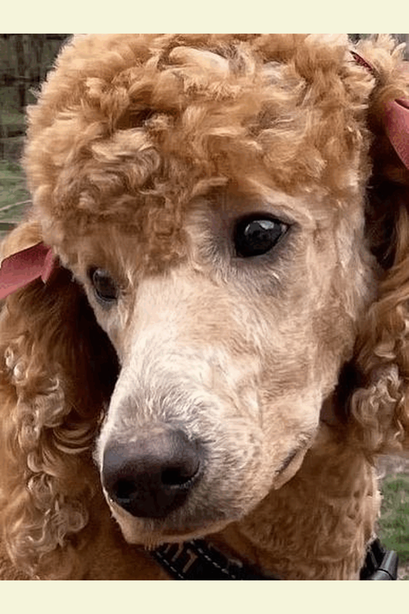 Lucille—Apricot Female